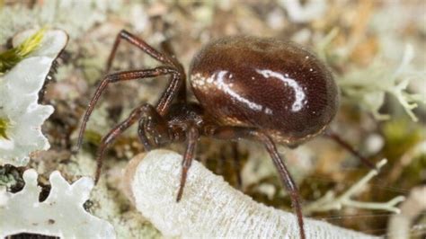 Rabbit Hutch Spider Steatoda Bipunctata Facts And Profile