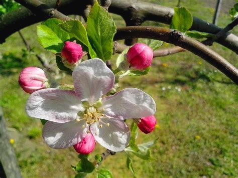 Recensisci per primo questo prodotto. Foto gratis: Albero, primavera, fiori, bocciolo di fiori, petali, pistillo, ramo