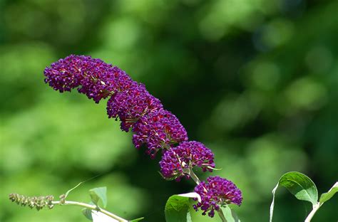 What To Love And Hate About Butterfly Bushes