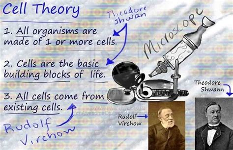 Who Developed The Cell Theory Quora