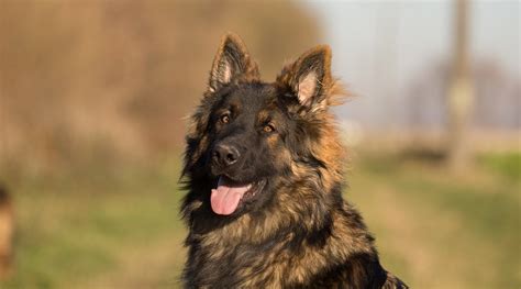 Grey Long Haired German Shepherd Meet The Majestic Breed That Will