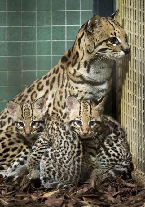 Ocelots are wild cats that can live in jungles, savannas, and rainforests. The 37 best Ocicat Cat Breed images on Pinterest | Breeds ...