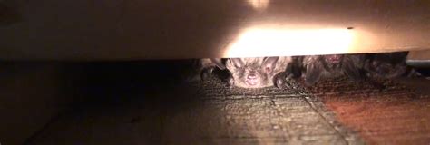 Hanging strips of aluminum foil from the ceiling can create a series of obstacles that will disorient and repel bats. Sounds & Lights to Repel Bats: Does Any of It Actually Work?