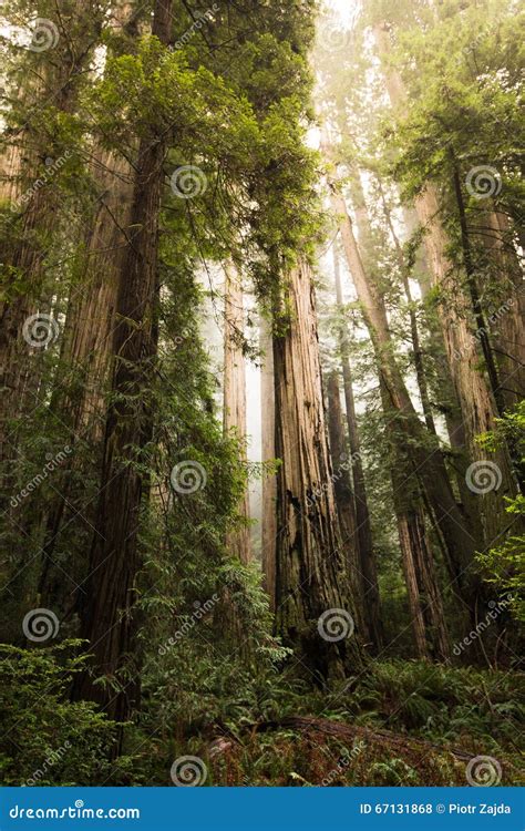 Tall Redwood Trees Scenery Stock Photo Image Of Natural 67131868