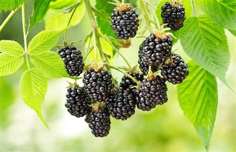 11 Common Types Of Berries Pictures Care And Use Tips