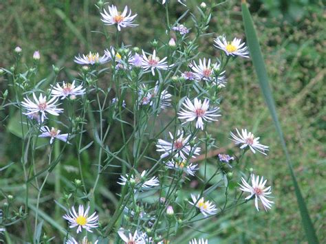 The flowers and leaves are… botanical name: Wednesday Weed - Michaelmas Daisy | Bug Woman - Adventures ...