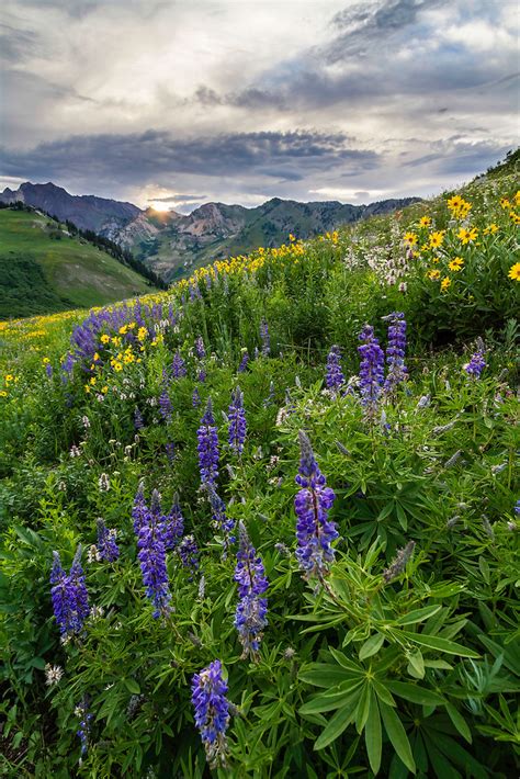 Albion Basin Wildflowers Utah Scenic Photography Clint Losee