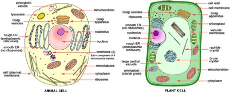 Differences Between Bacterial Animal And Plant Cells Anlma