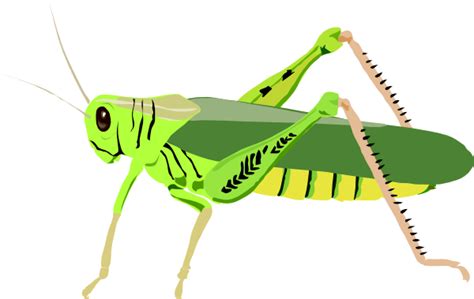Cute Cricket Insect Clipart Clipartix