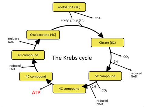 Link Reaction And Krebs Cycle Edexcel A Level Biology Teaching Resources