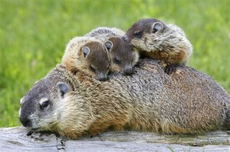 10 Facts About Groundhogs In 2021 Baby Groundhog Groundhog Day