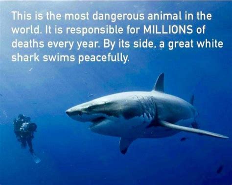 The Most Dangerous Animal In The World Virgin