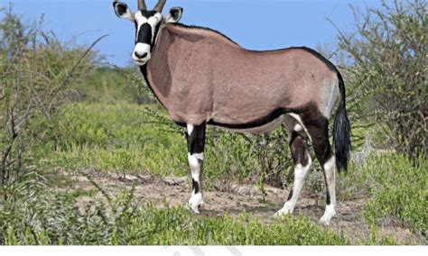 Picture Of A Gemsbok Oryx Gazella Male At Etosha National Park Download Scientific Diagram