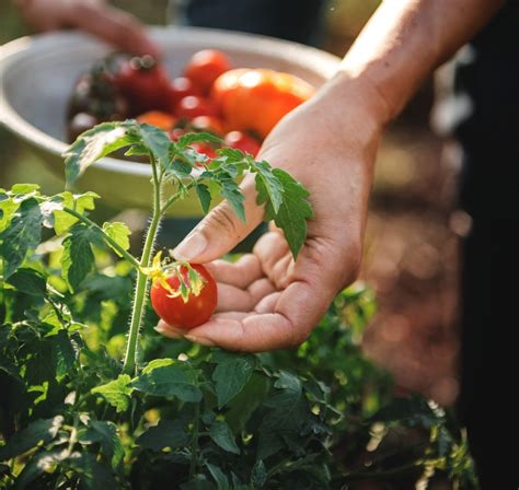 Growing Tomatoes Indoors A Step By Step Guide