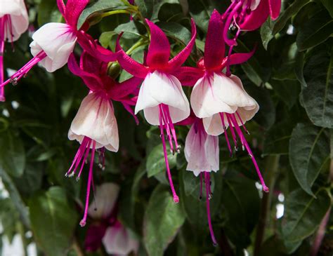 Fuchsia Windchimes Upright Green Fuse Botanicals Inc