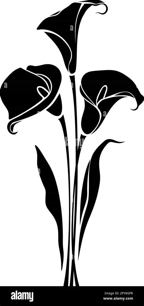 Bouquet Of Calla Lily Flowers Isolated On A White Background Black