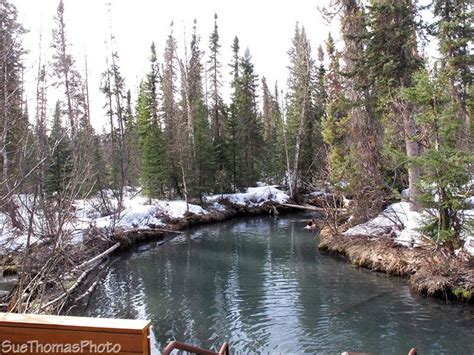 Yukon Sights Liard Hot Springs Discover Canada Hot Springs Camping Trips