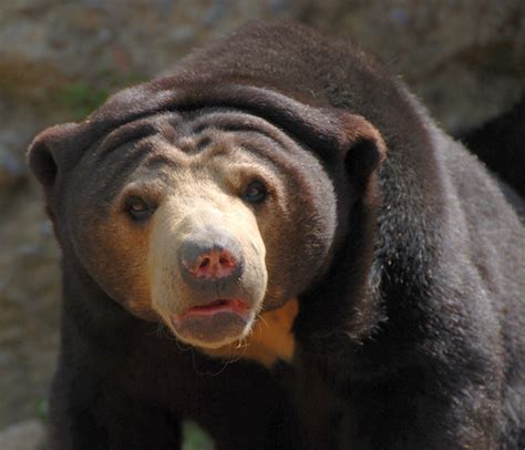Malayan Sun Bear These Bears Have Extremely Long Tongues F Flickr