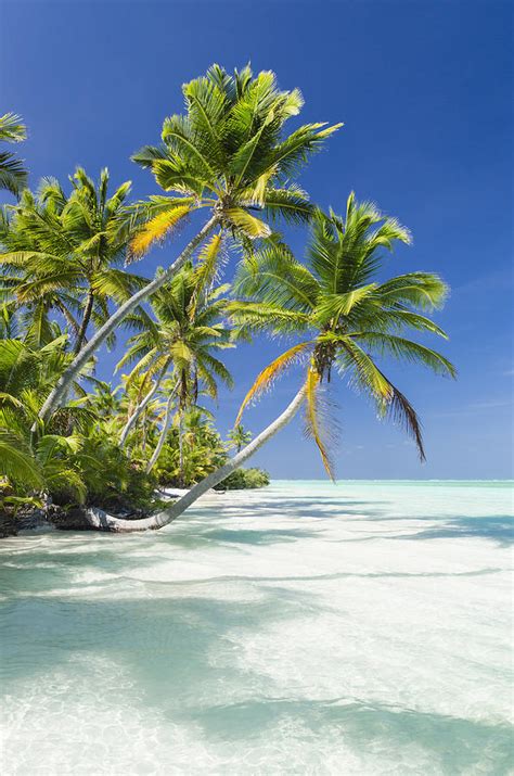 Tropical Beach Of An Atoll Lagoon And Palm Trees Photograph By Pete