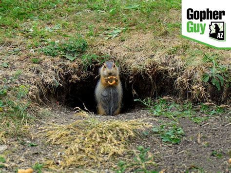 Tips For Trapping Gophers When They Come Out Of Their Holes