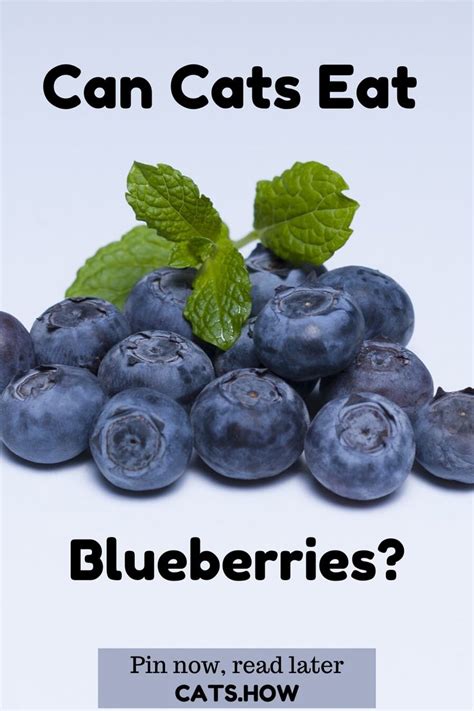 The experts haven't reached complete consensus. Can Cats Eat Blueberries? in 2020 | Eat, Healthy fruits ...