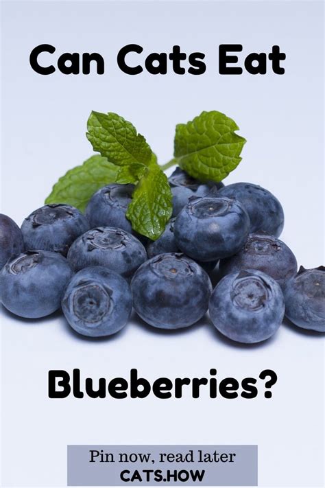 Do not give your cat the rind or seeds. Can Cats Eat Blueberries? in 2020 | Eat, Healthy fruits ...