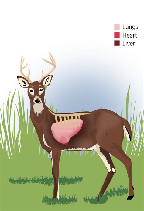 Whitetail Deer Broadside Shot Placement Diagram Whitetail Deer Deer