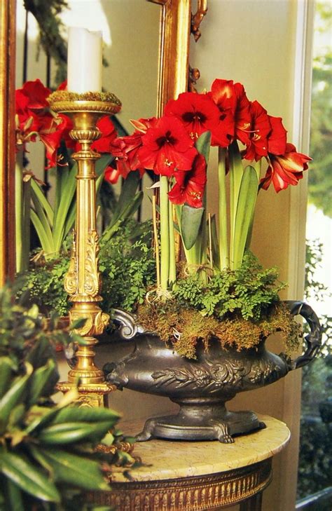 Red Christmas Flower Bulb Idalias Salon
