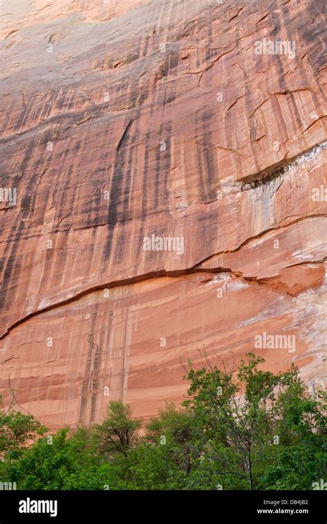 Vertical Cliff Face In Zion National Park Utah Stock Photo Alamy