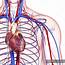 Healthy Cardiovascular System — Internal Organ Human Representation 