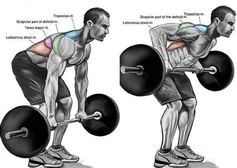 Bent Over Supinated Row Basic Execution Guide