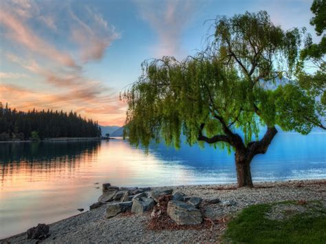 Wallpaper Tree With Weeping Branches Near The River Photo 90766