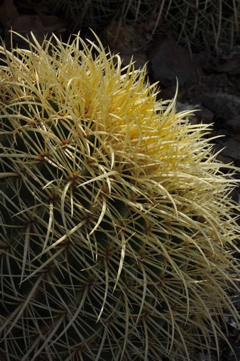 A cactus (plural cacti, cactuses, or less commonly, cactus) is a member of the plant family cactaceae, a family comprising about 127 genera with some 1750 known species of the order. Nothing like cactus spines and wool to catch the light The ...