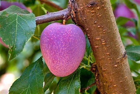 Plum Cherry Apricot Peach Hybrid
