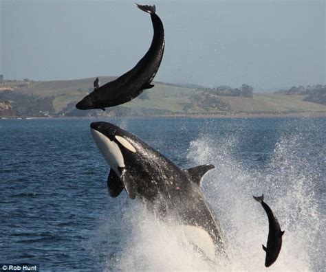 Killer Whale Attacking A Dolphin 3 Pics