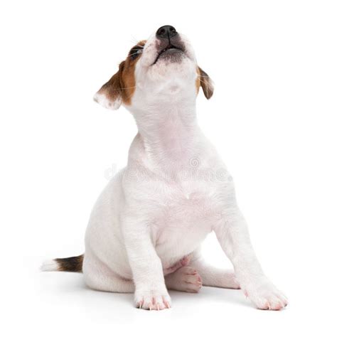 Portrait Cute Happy Puppy Dog Jack Russell Terrier Playing And Howls