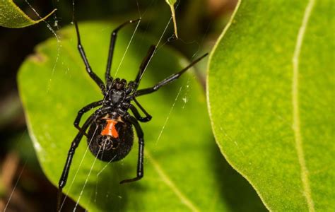 Treatment For Black Widow Spider Bites
