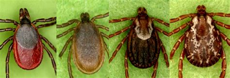 They are the lyme disease wood ticks have a circular crest on their back, right behind their neck. These chemicals will kill the ticks in your yard ...