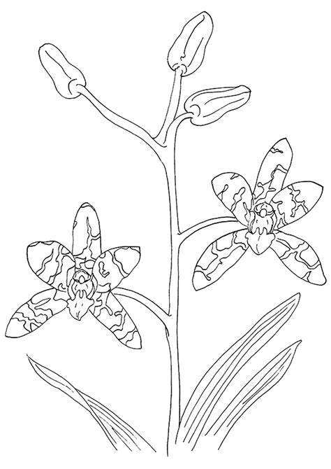 Https://tommynaija.com/coloring Page/printable Orchid Coloring Pages