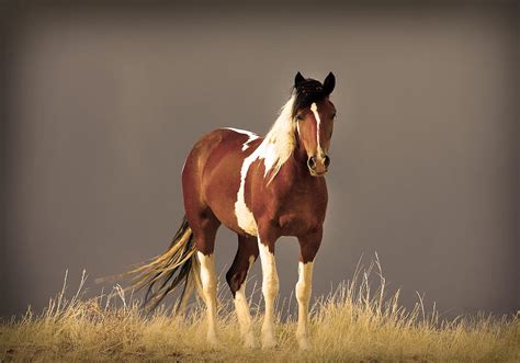 How to draw a horse's legs. Facts About Mustang Horses - Some Interesting Facts