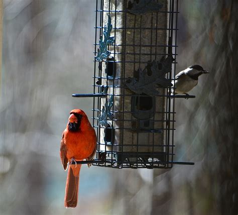 Male Cardinal And What Looks Like A Carolina Chickadee Rajib Roy