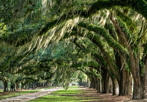 Boone Hall Plantation Charleston South Carolina Quercus Virginiana