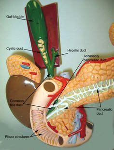 Featured image of post Sdmesa Anatomy The platysma muscle is a wide thin sheet of muscle fibres which extend from the collar bone to the angle of the jaw