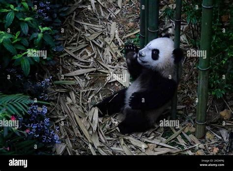 Singapores First Giant Panda Cub Named Le Le Reacts Inside The Giant