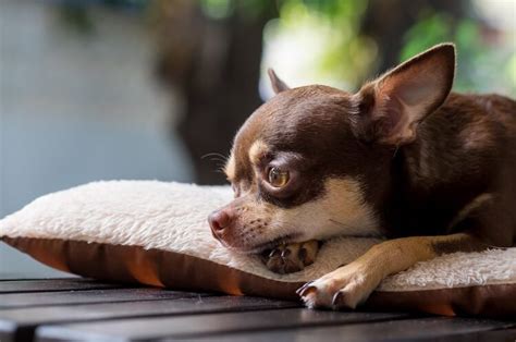The A Z List Of 400 Cute Sassy And Fun Chihuahua Names All Things Dogs