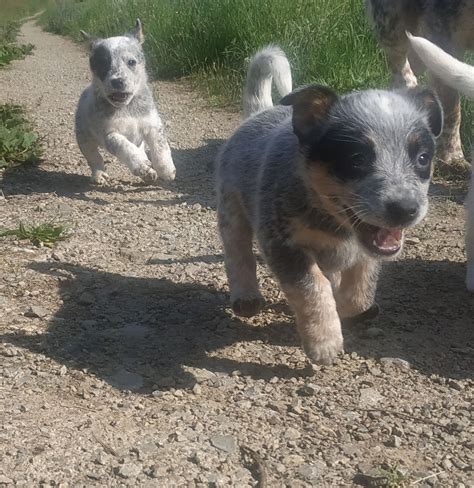 Stemming from a cross between the australian dingo and an assortment of british herding dogs, these two breeds were originally developed to muster and. Pin von Stasy auf Australien Cattle dogs in 2020 | Australien