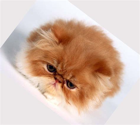 Persian cat rescue is an escape game developed by escape games zone. 画像 : ペルシャ猫ってどんな猫？ - NAVER まとめ