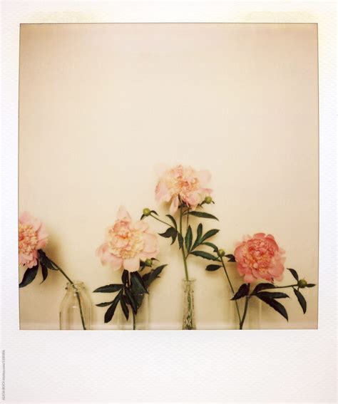 Polaroid Photograph Of Four Vases Filled With Fresh Picked Peony