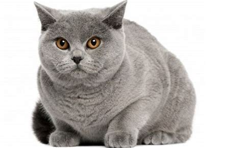 Largest Cat Breeds In The World 2017 Top 10 List
