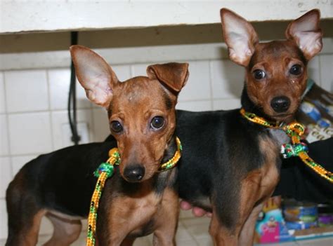 Adopt Malia And Sasha Placed On Petfinder Miniature Pinscher Dog Pet